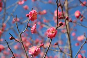 春来祭（はるきさい/森林植物園） @ 神戸市立森林植物園