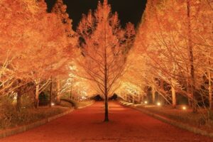 紅葉のライトアップ @ 神戸市立森林植物園