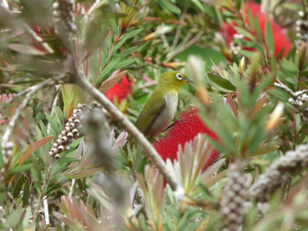 第8回森林植物園の野鳥展 @ 神戸市立森林植物園