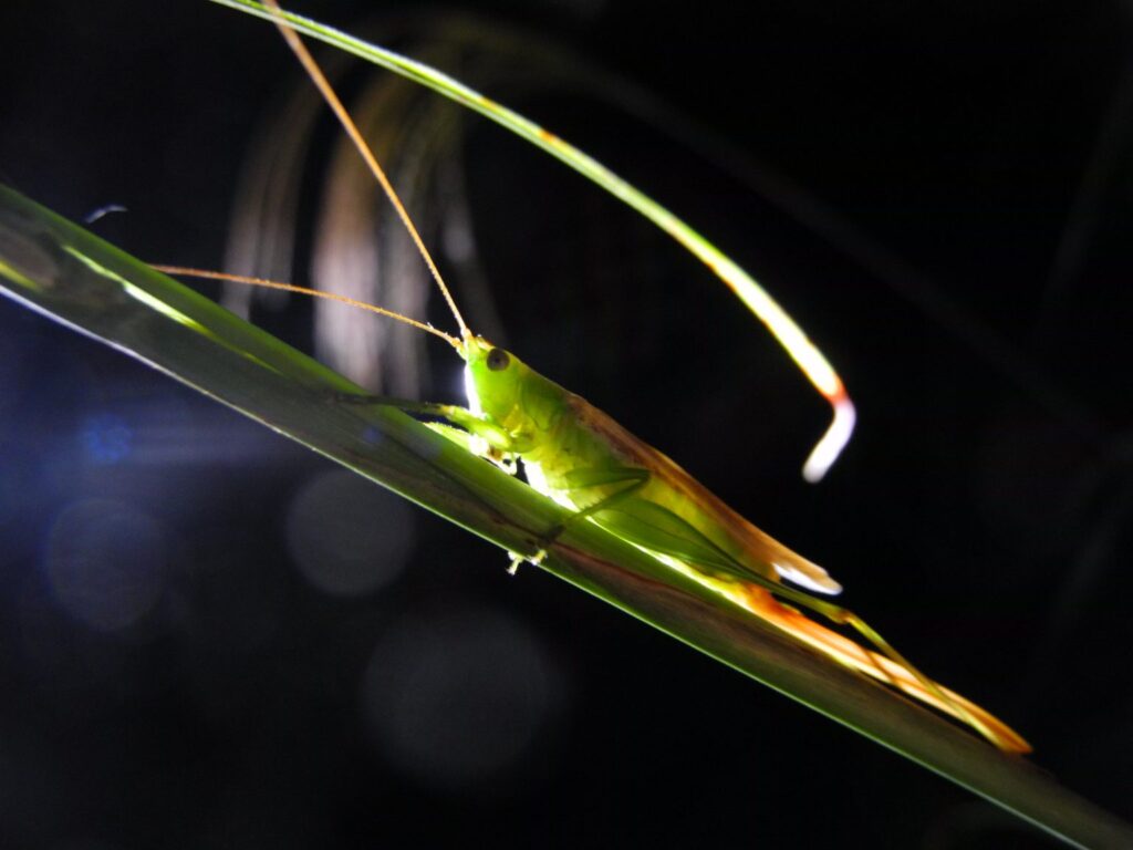 鳴く虫を聞く夕べ＆子どものための昆虫観察会 @ 神戸市立森林植物園