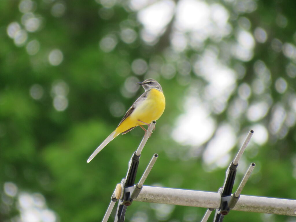 早朝探鳥会・定例探鳥会 @ 神戸市立森林植物園